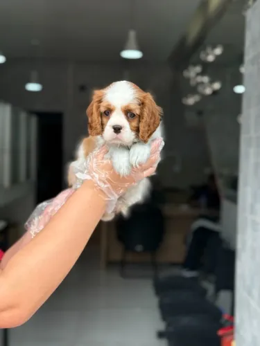 Cavalier King Carinhoso e Dócil ? | 1ª Vacina + Garantia