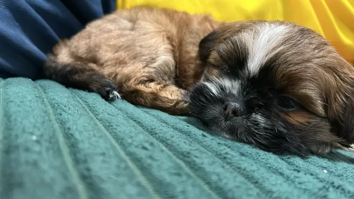 Cachorro