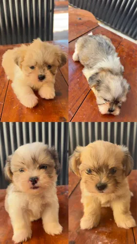 Lhasa Apso filhote 