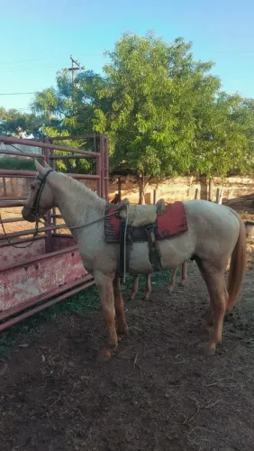 Cavalo / potro quarto de milha 2 anos 7 meses