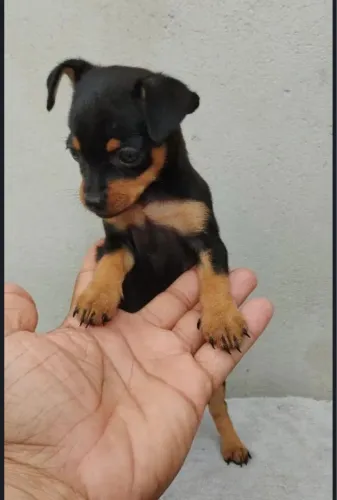 Pinscher pequeno porte N; 01 450,00