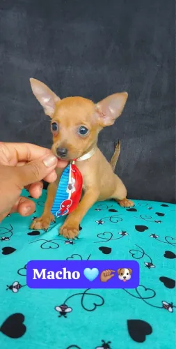 Pinscher vacinado com 52 dias