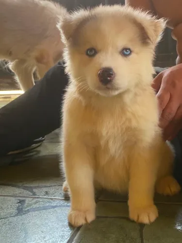 FILHOTES DE HUSKY SIBERIANO DISPONÍVEIS! ?
