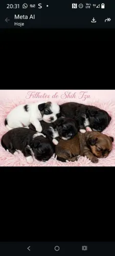 Filhotes