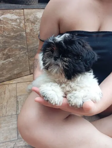 Filhotes de shih tzu