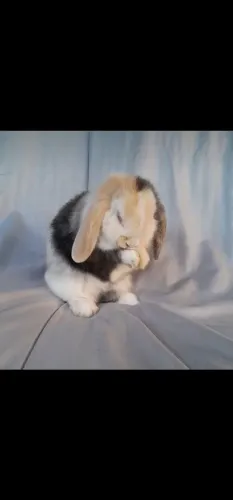 Coelho mini lop uruguaio