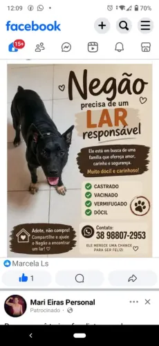 Pitbull
