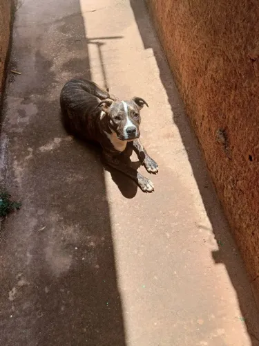 Pitbull filhote