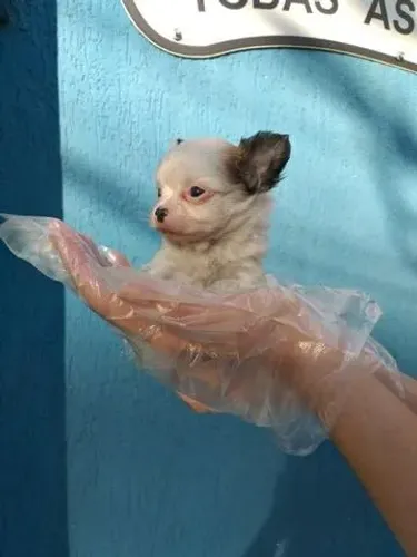 Compra 100%: Chihuahua com Procedência, Contrato Registrado e Garantia de Saúde em Cl