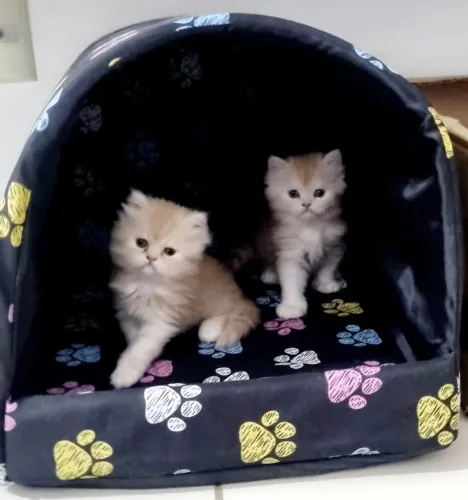 Gatos Persa Entrega Em 15 Dias