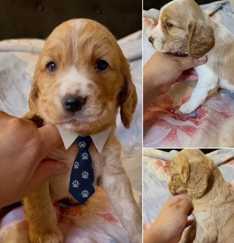 Cockers Spaniels Machinhos 32 dias Raça pura