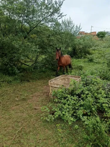 Animal Cavalo