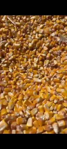Milho ensacado