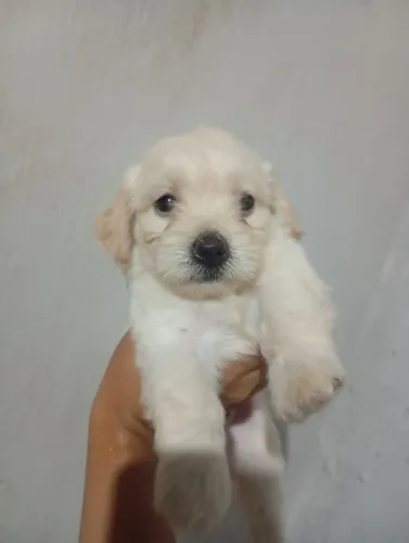 Poodle macho