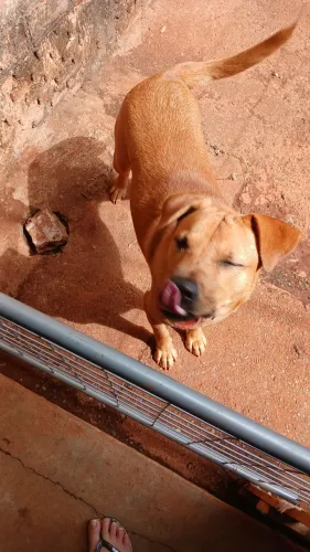 Doa se cachorro porte grande 1 ano, dócil