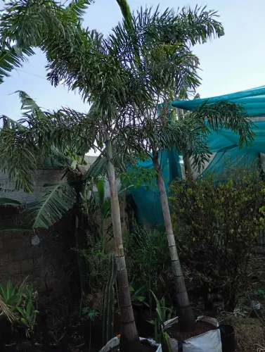 Vendo palmeira rabo de raposa 