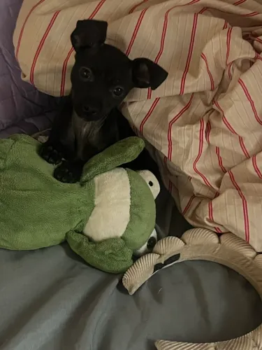 Filhote pinscher
