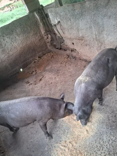 Porca prenha