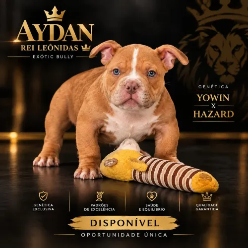 Exótic Bully American Bully filhote
