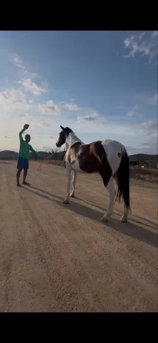 Égua mangalarga luxo de picado 