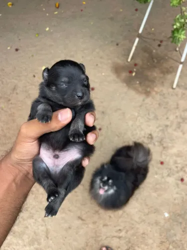 Lulu da Pomerania