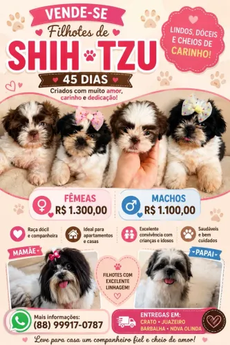 Filhos de Shih Tzu