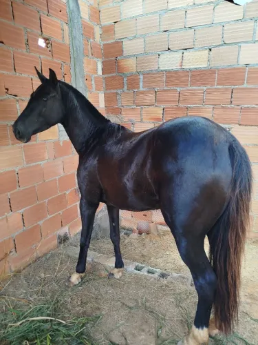 Égua Quarto de Milha