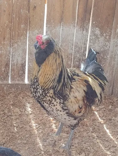 Frangos ameraucana