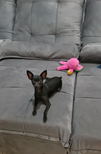 Fêmea pinscher 