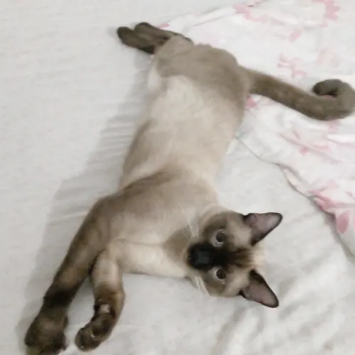 Doa se gato siamês 1 nao castrado 