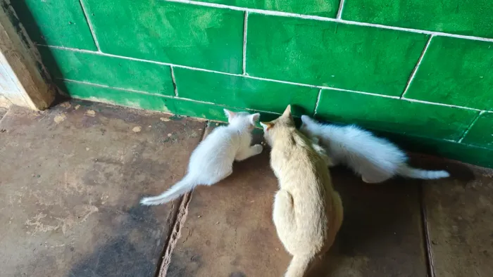 Gatos para adoção 