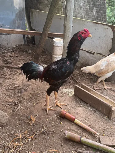Galo índio
