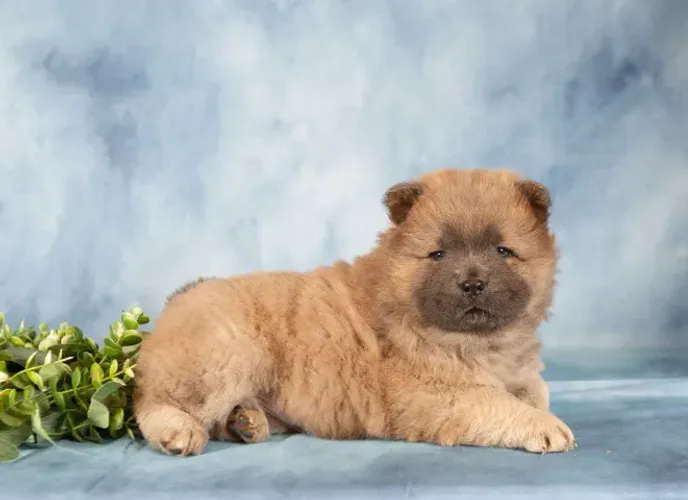 Chow Chow filhotes lindos à venda