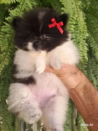 Lulu da pomerania anaozinha micrissima