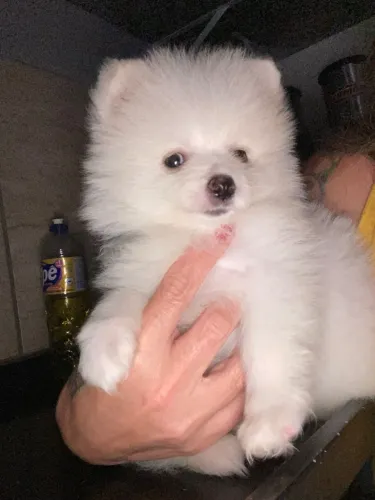Lindos bebês de Lulu da pomerania