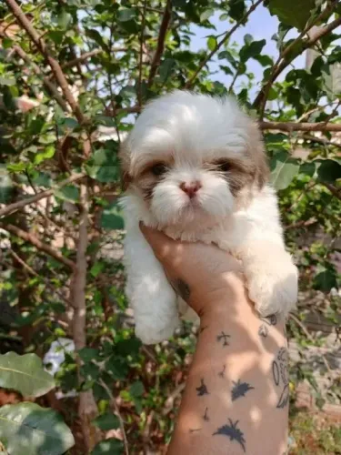Shih Tzu Esse pequeno transforma qualquer cantinho em alegria