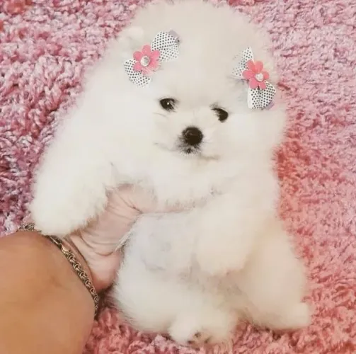 Filhote de Spitz Alemão Com Um Charme Que Encanta Desde Pequeno