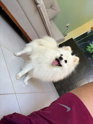 Spitz alemão macho disponível pra cruzar 