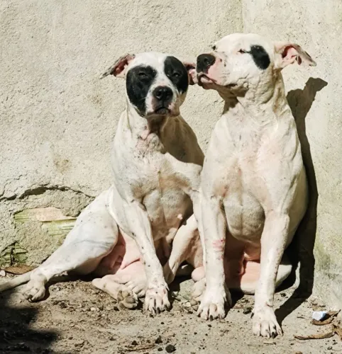 Doação casal de Pit bull