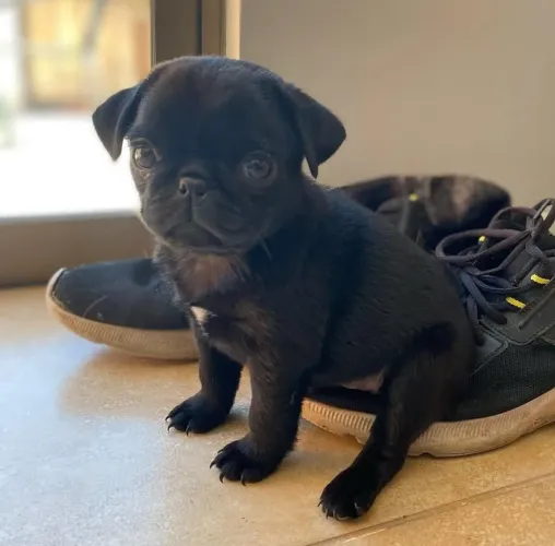 Filhote pug, Seu novo companheiro de aventuras está pronto para te conhecer!