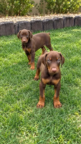 Dobermann filhotes alto padrão