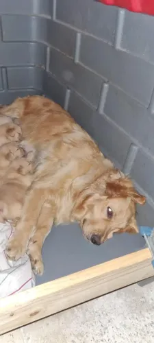 Golden puros fêmeas e machos pedigree