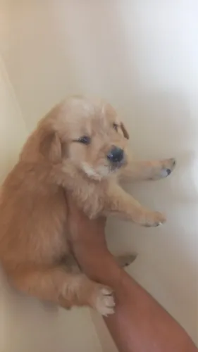 Golden Retriever filhotes disponíveis para nova família