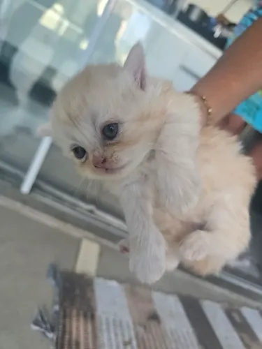 Vendo filhotes de gatos persa
