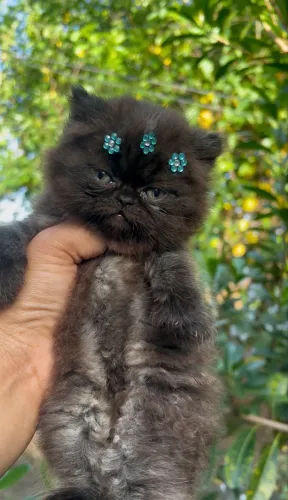 Princesa Persa