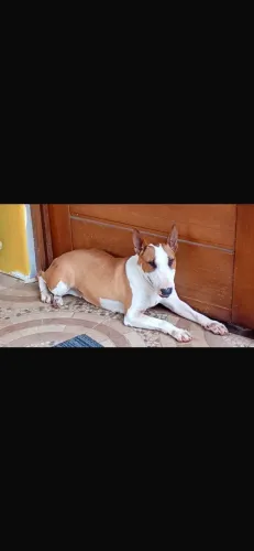 Bull terrier Femea Adoçao