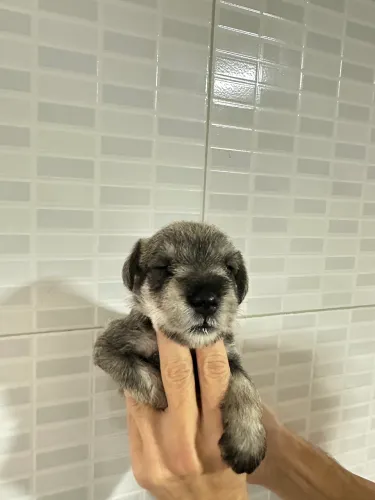 Macho de schnauzer sal  e pimenta