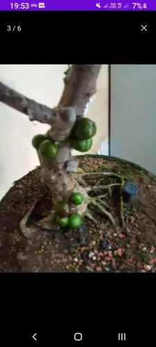Bonsai