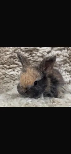 Mini lop uruguaio