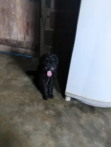 Lindo poodle